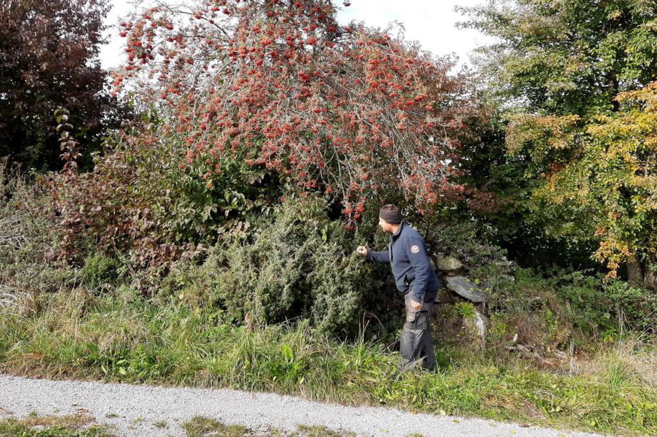 Der Naturgärtner Daniel Mosimann vor einer herbstlich leuchtenden Hecke auf seinem Anwesen. |Hans Herrmann
