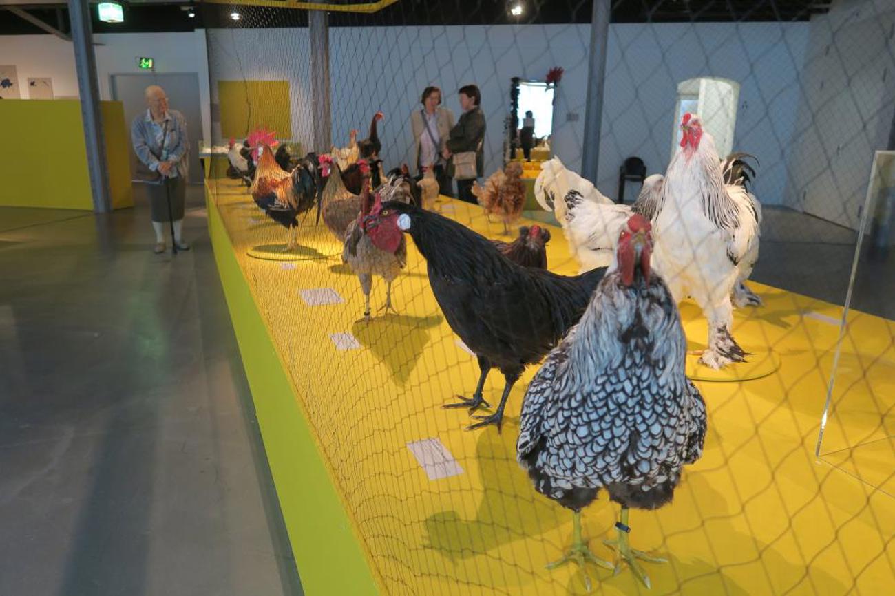 Ein gelber Laufsteg für Hühner aus aller Welt. |Judith Keller