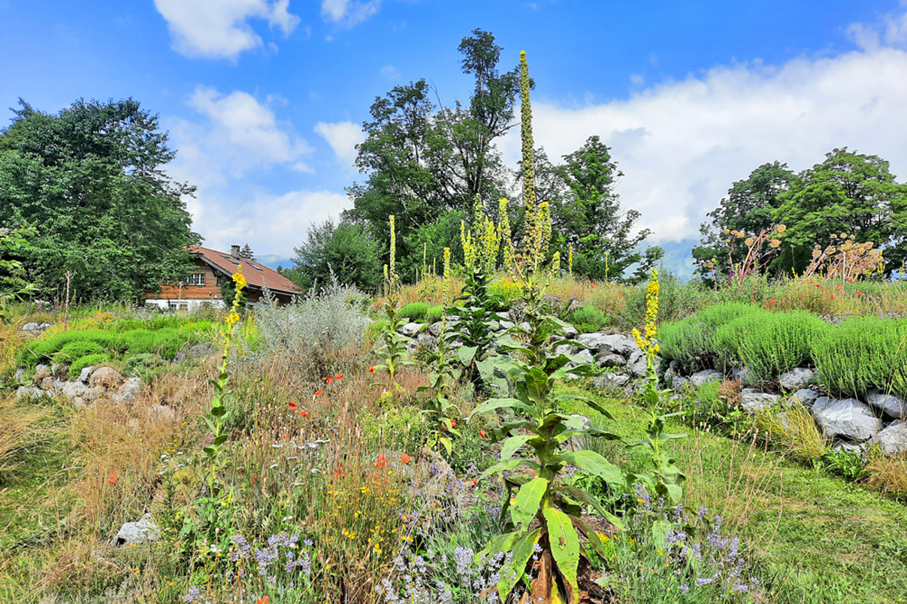 Königskerze, Mohn, Lavendel, Färber-Hundskamille: Blumenpracht in der Permakultur-Anlage auf der Schweibenalp. | Foto: Hans Herrmann