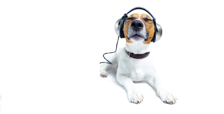 Hund wirbt für Podcasts