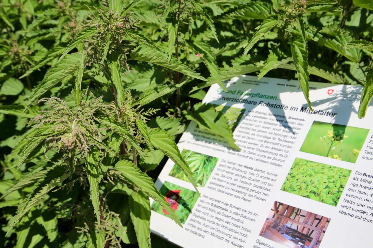 Hanf: Damals lebenswichtig, heute verboten