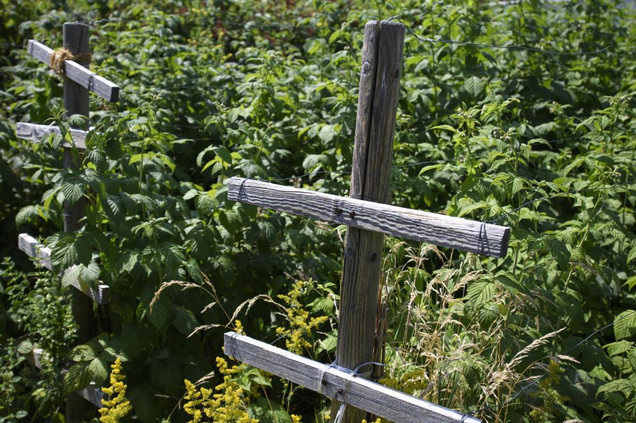 Himbeeren wachsen in den Beeten.