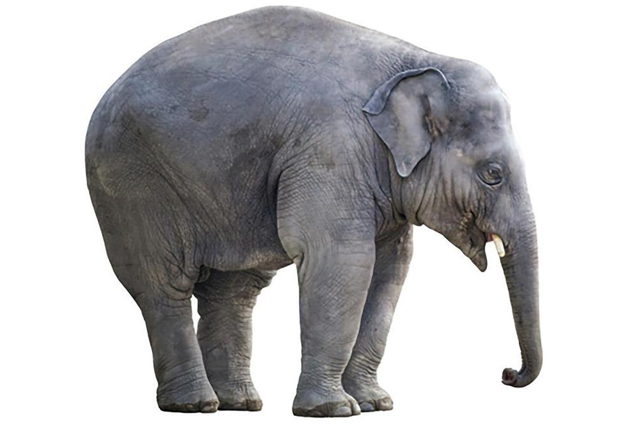 «Ja, der Elefant steht im Raum – schon lange – und nun gibt es endlich ein Buch, das die SARS-CoV-2-Pandemie umfassend analysiert, diskutiert und klare Ausblicke schafft», meint der Epidemiologe Marcel Tanner. Eine optimistische Einschätzung.