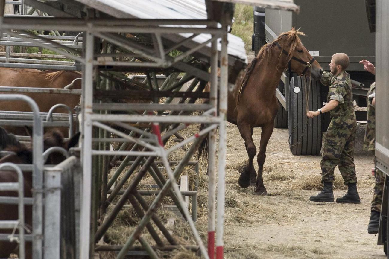 Der Tierquälerei-Fall von Hefenhofen gab zu reden. (Bild: ©Verein gegen Tierfabriken VgT)