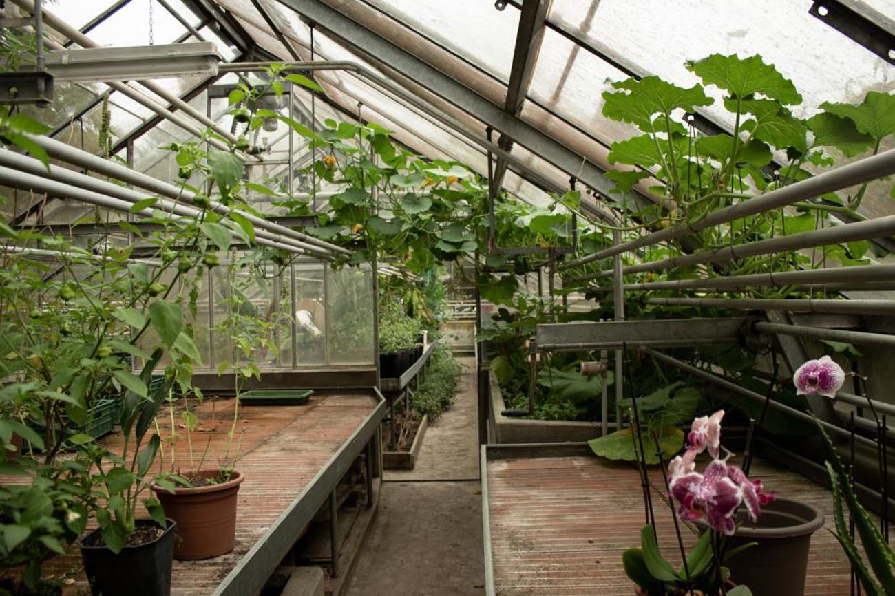 Der freie Platz wird im Frühling für das Aufziehen von Setzlingen verwendet.