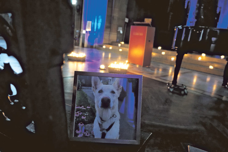 Nicht einfach «nur» ein Tier: Gedenkfeier für verstorbene Vierbeiner