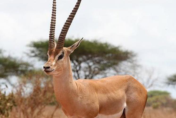 Buchstabenrätsel »Tiere der Bibel»