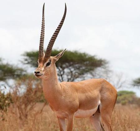 Buchstabenrätsel »Tiere der Bibel»