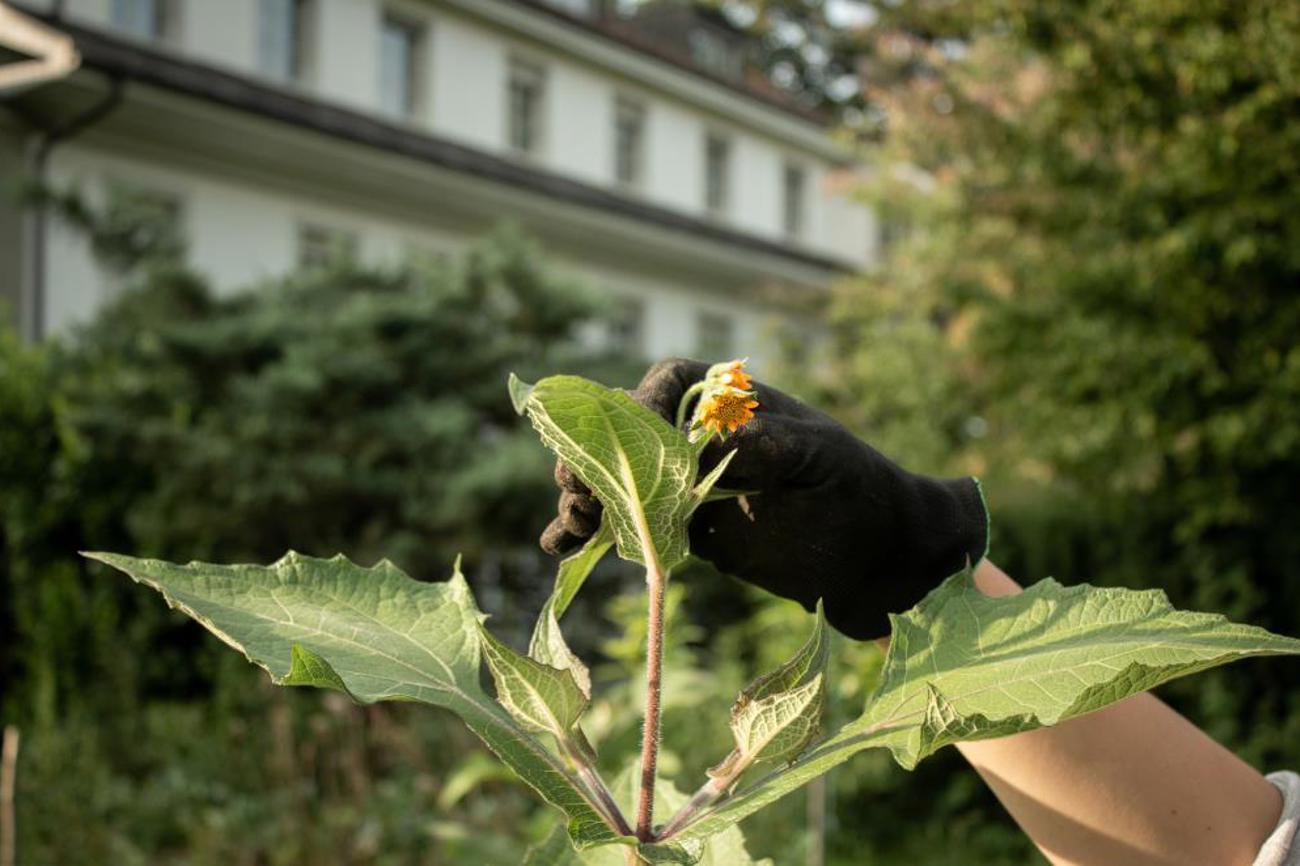 Die Yakon-Pflanze bildet essbare Knollenwurzeln.